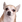:dog6: