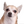 :dog6: