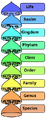 Thumbnail for version as of 11:43, 31 July 2025