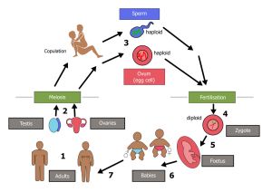 Biological life cycle of humans.jpg