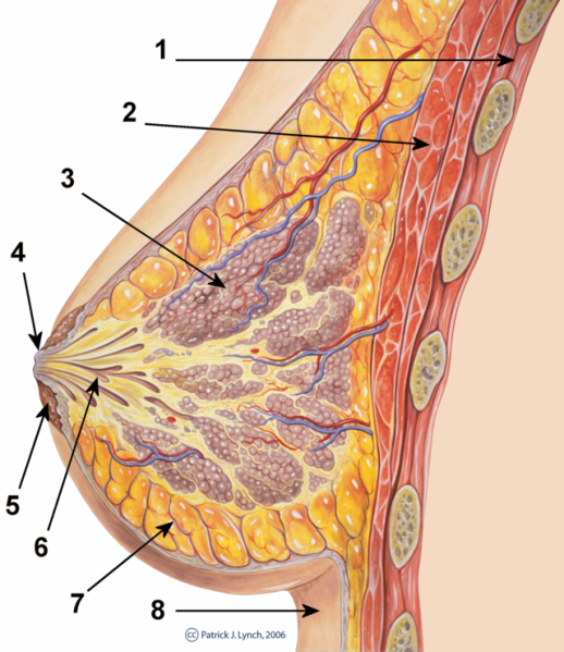 File:BreastAnatomy.png